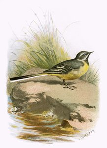 Grey wagtail